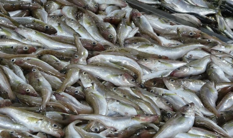Karadeniz’de balık azlığı, tezgâhlara yansıdı
